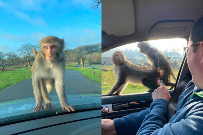 Monyet Nakal Buat 'Onar' Tepi Tingkap Kereta Pengunjung Safari