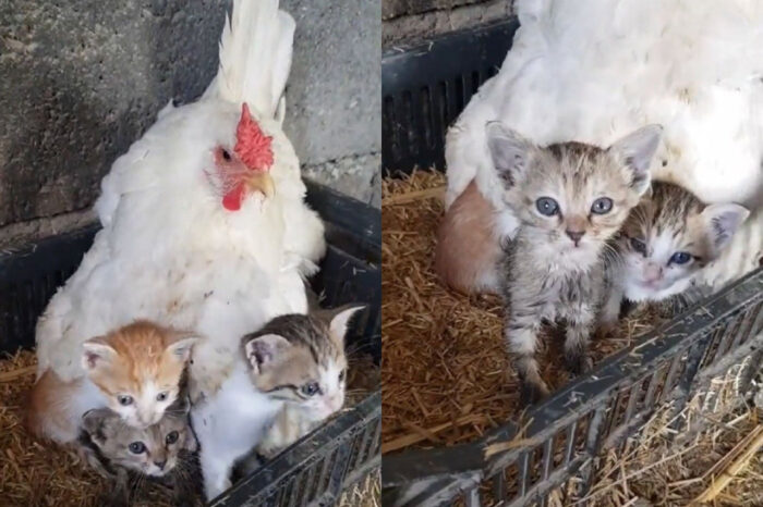 3 Ekor Anak Kucing Menumpang Kasih Dari Ayam Betina